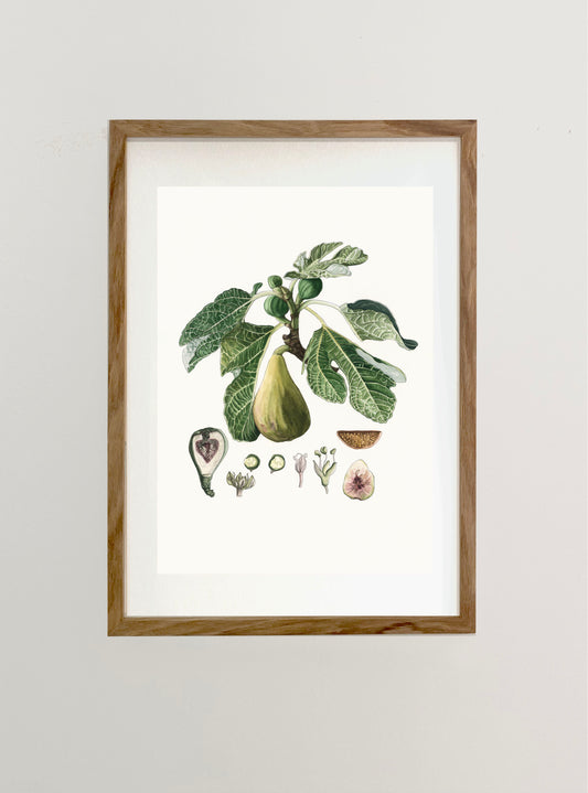 Mum's Fig Tree Botanical